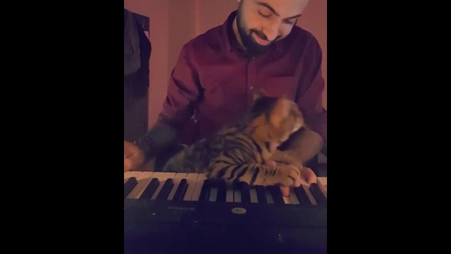 Музыка для кота