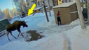 Удивительные Моменты с Лосем, заснятые на видео