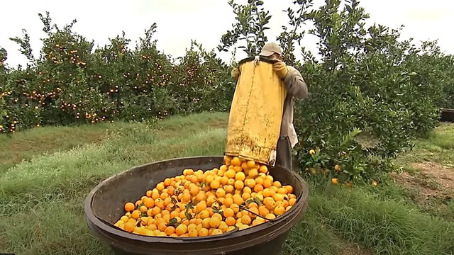 Как выращивают и перерабатывают апельсины | Как это делается