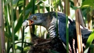 The Egg-Killer Bird | Attenborough’s Wonder of Eggs | BBC Earth