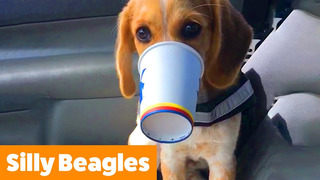 Cute Beagle Bloopers & Reactions | Funny Pet Videos