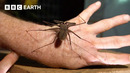 «The Ultimate Animal For Hunting in the Dark» | Expedition Guyana | BBC Earth