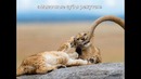 National Geographic определили лучшие фото 2018 года. В них — сама жизнь