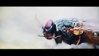 Cane Hill – Lord of Flies (Official Music Video 2k17!)
