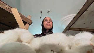 Как шёлк тутовых червей превращают в ковры в дельте Нила