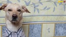 Шарик Шоу – Милые дети (выпуск 12)