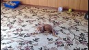Котёнок играет с бумажкой очень весело и смешно