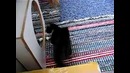 Коту не нравится отражение в зеркале