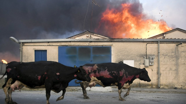 Европа в огне: лесные пожары охватили регион из-за сильных жары и ветра
