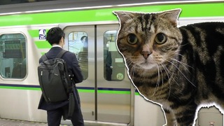 Ежедневная Япония, по Токио на метро, японский кот Луффи