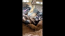 German Shepherd Pup Lays On Mom #shorts