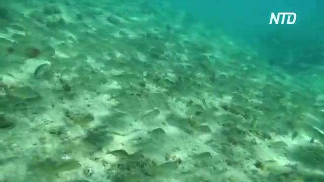 Красивые подводные кадры сняли у берегов Гран-Канарии