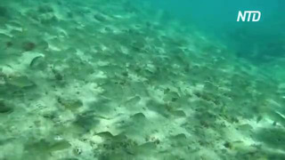 Красивые подводные кадры сняли у берегов Гран-Канарии