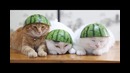 Японский кот Широ Неко (Shiro Neko)