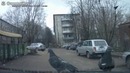 Голуби атаковали капот