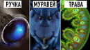 Самые Обычные Вещи, под Микроскопом, Которые Вас Удивят