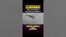 Scorpions | Как возникло название группы #скорпионс #миксшоу #scorpions #shorts
