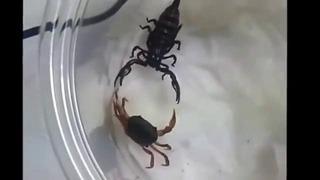 Скорпион против краба
