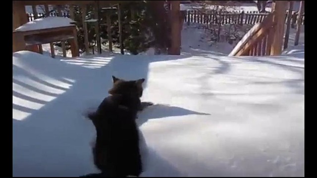 Кошке снег не преграда