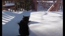 Кошке снег не преграда