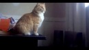 Чем вреден лишний вес для кошки