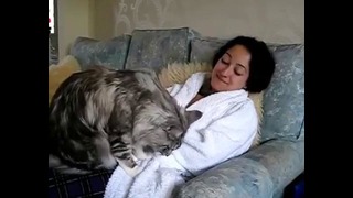 Большой кун кот обожает свою хозяйку