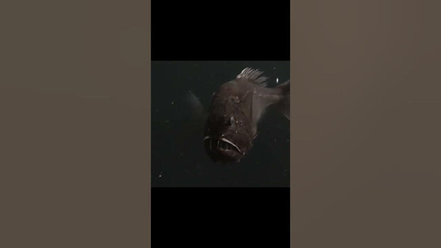 Монстры морских глубин. Саблезубая рыба