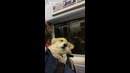 Когда начaлись филлеры в Аниме