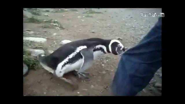 Пингвин-убийца