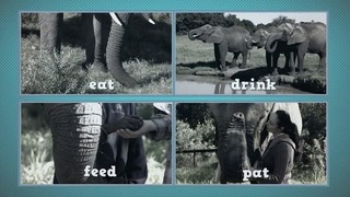 Basic Lexis 27 – Elephants [English Club TV]