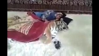 Как надо спать с тигром