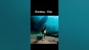 Donkey – Fish