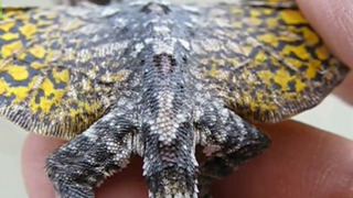 10 Необычных Рептилий, В Существование Которых Сложно Поверить