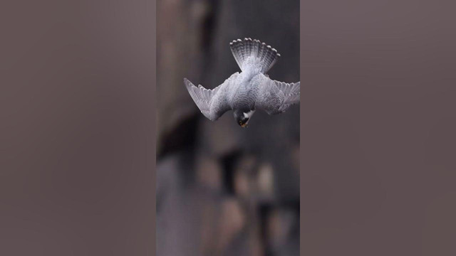 In a controlled dive, the peregrine falcon can reach speeds upwards of 350 kilometres per hour