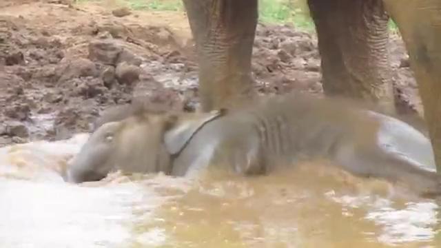 Слоненок купается