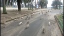 Кролики