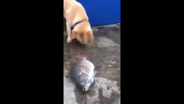 Собака в Таиланде попыталась спасти лежащую на земле рыбу