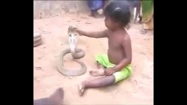 Жесть! Ребенок играет со змеёй ( с коброй )