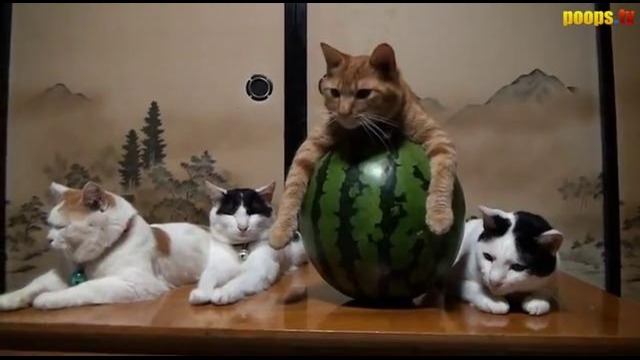 Шарик Шоу – Кот матерится (выпуск 35)