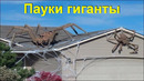 Самые большие пауки, которых удалось снять на видео