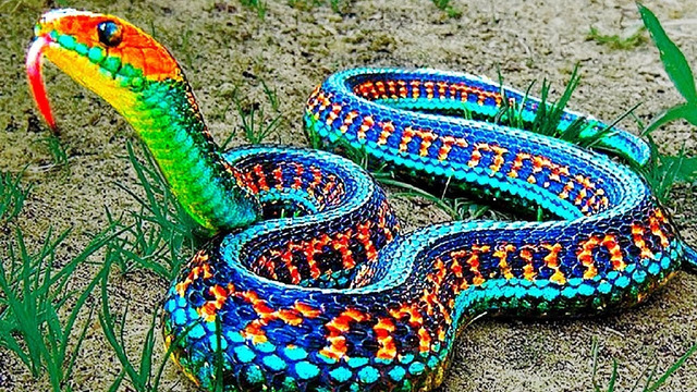 Самые редкие и красивые змеи в мире