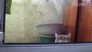 Cats vs Birds: FailArmy Versus (October 2017) || FailArmy