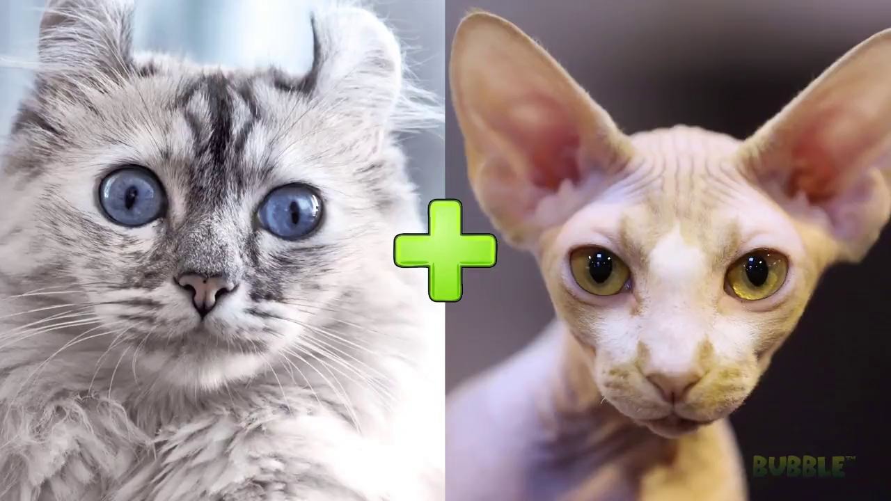 разные скрещенные кошки. донской сфинкс. хубрид энималс. гибриды животных. разновидность табби окрасов.