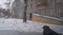 Наглый голубь решил покататься