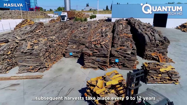 The Process of Cork Manufacturing | Harvesting MILLIONS of Trees to Produce TONS of Cork