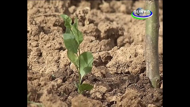 Ekopark pistachio planting(part 2)