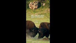 Watch as these bison battle for domination #shorts