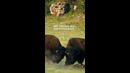 Watch as these bison battle for domination #shorts