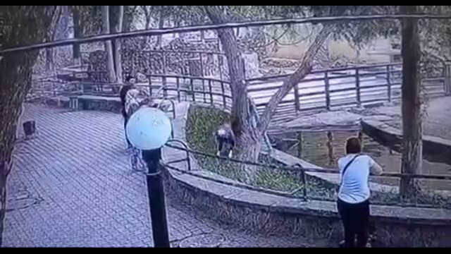 В Ташкенском зоопарке девочка залезла к бегемоту за вольер