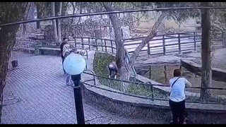 В Ташкенском зоопарке девочка залезла к бегемоту за вольер